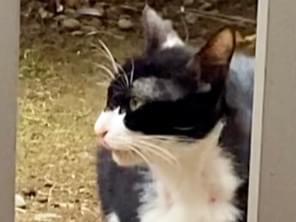 目撃された猫 目撃された猫