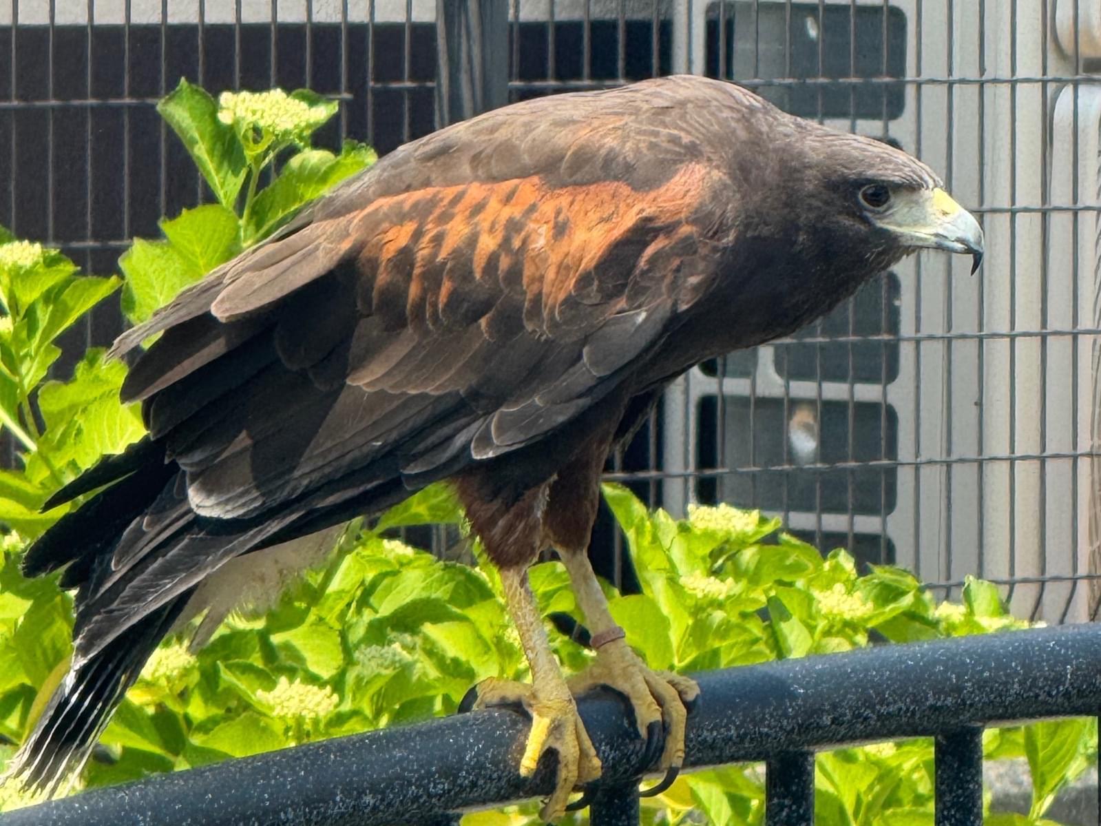 目撃された鳥