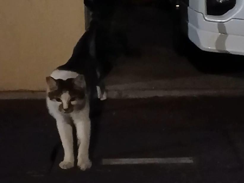 目撃された猫 目撃された猫