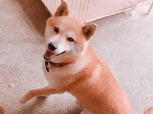 チビちゃん チビちゃん