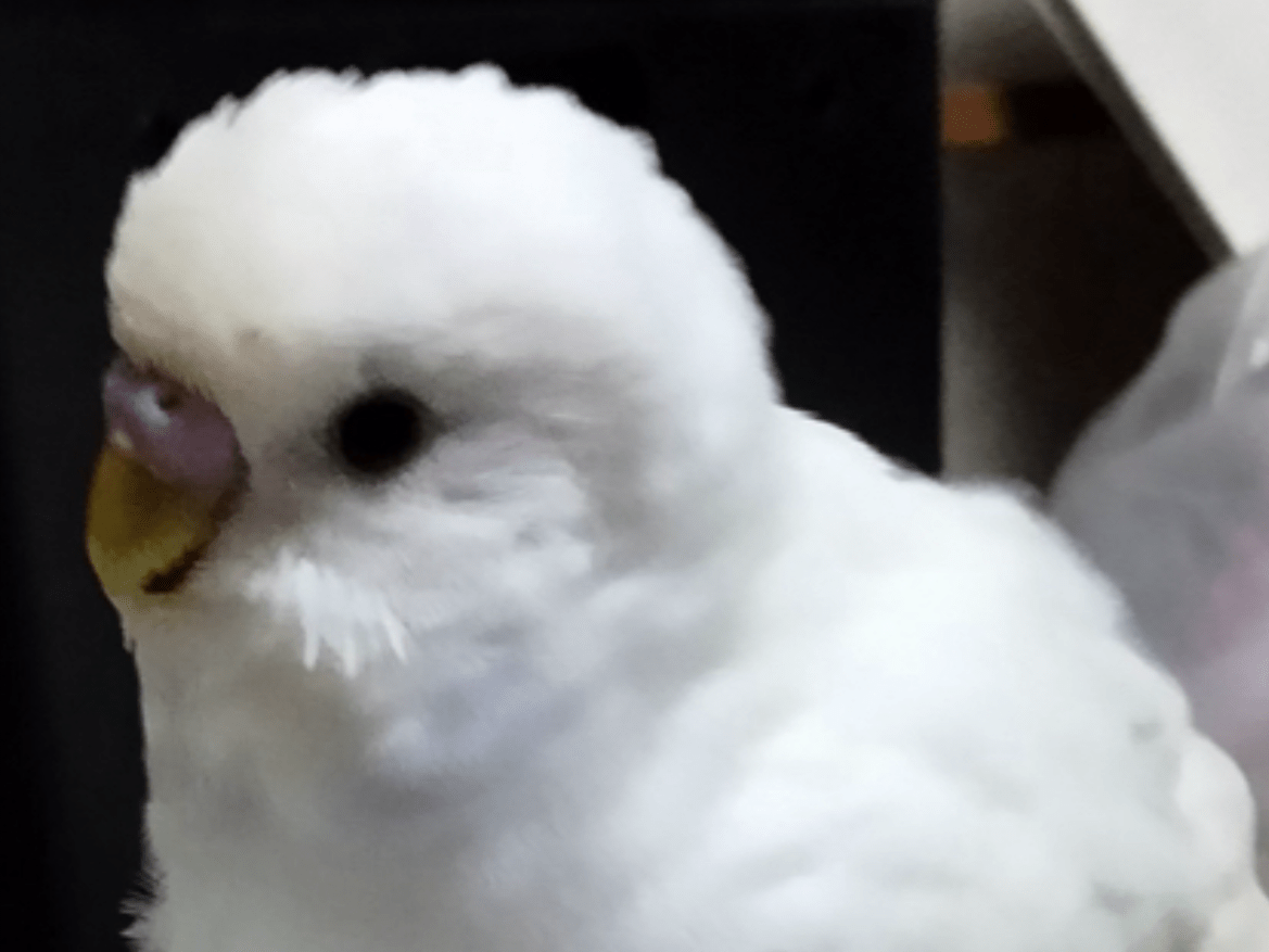 パルちゃん パルちゃん