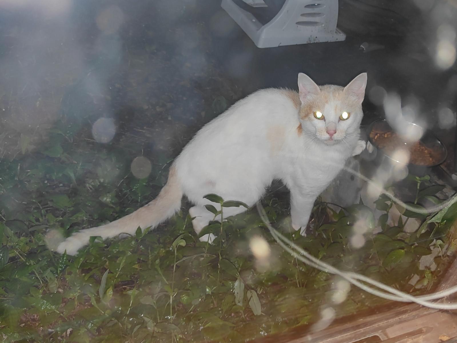 目撃された猫 目撃された猫