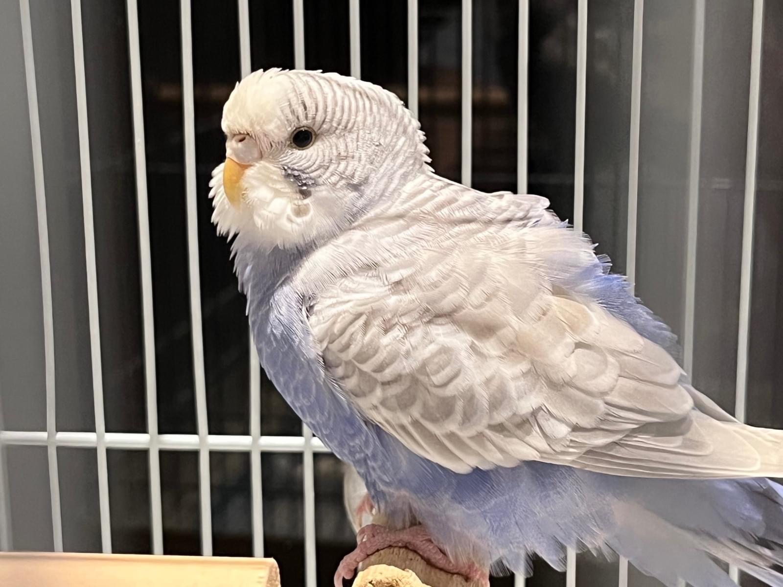 保護された鳥 保護された鳥