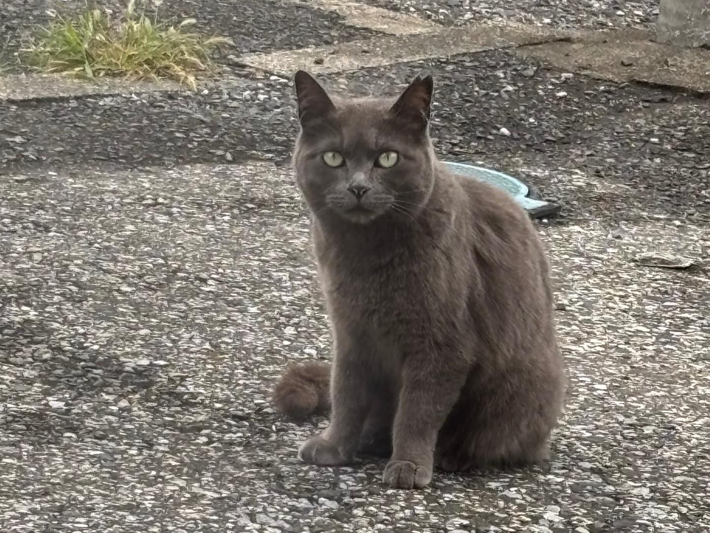 目撃された猫