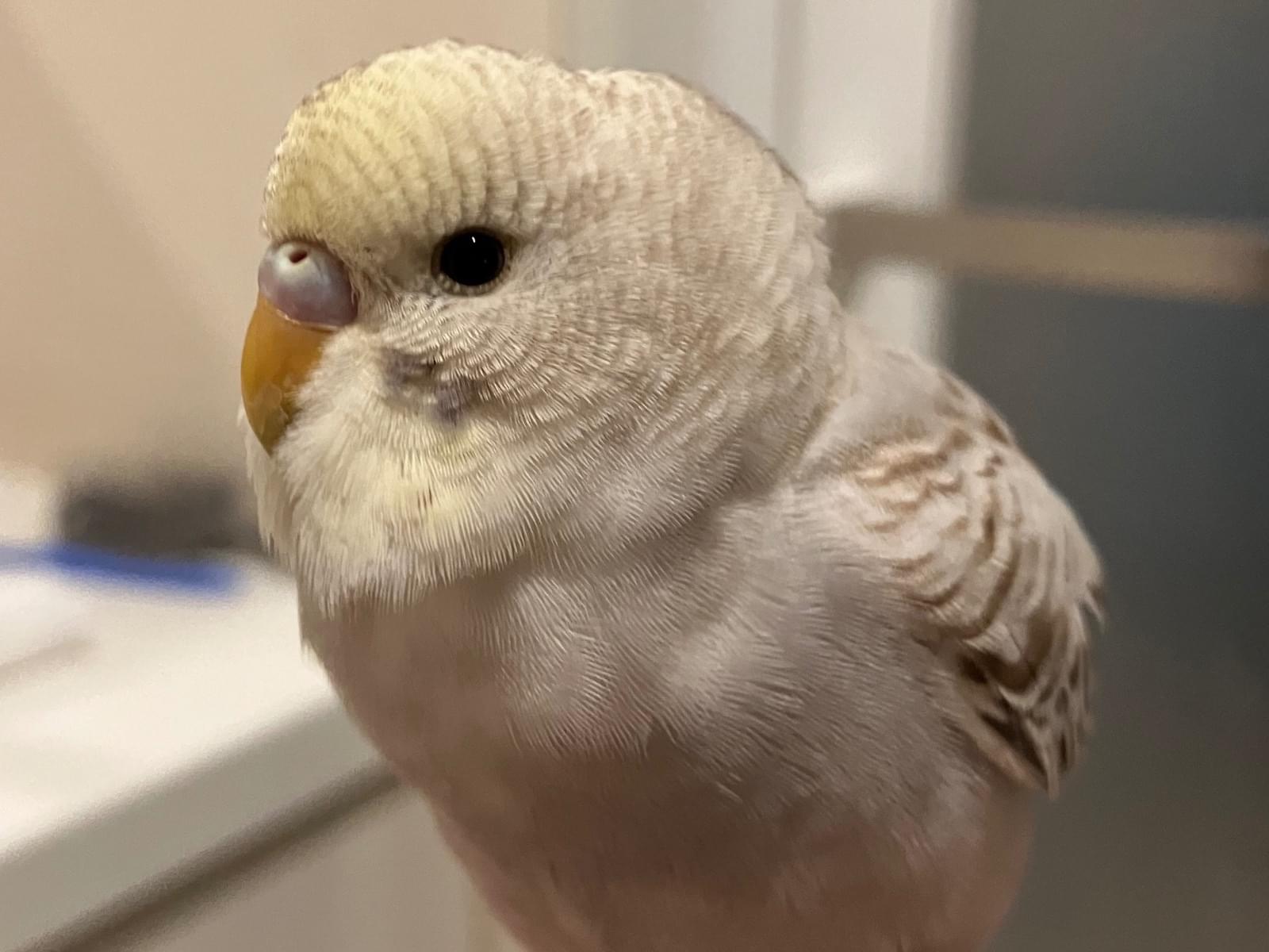 保護された鳥 保護された鳥