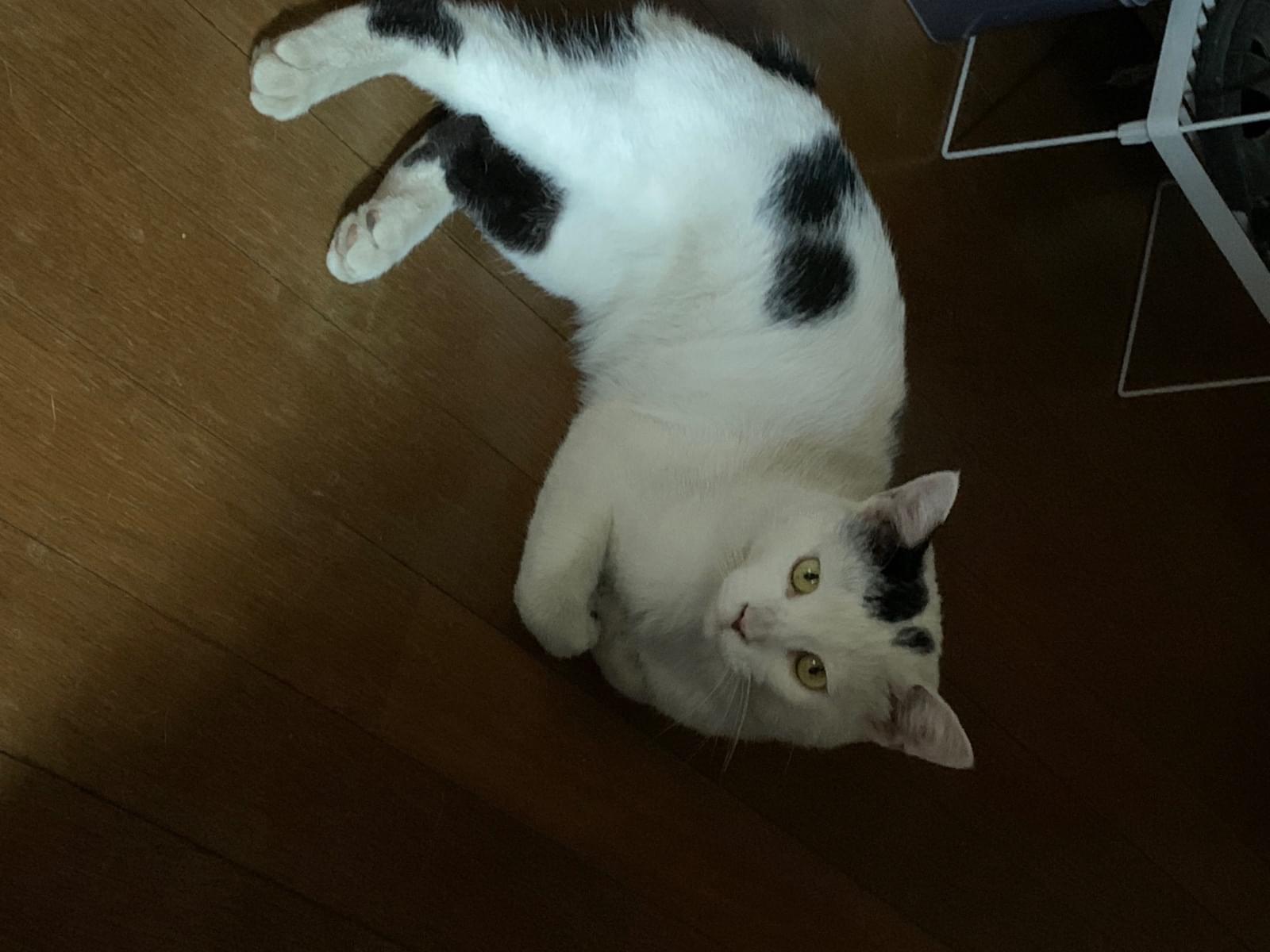 くろちゃん くろちゃん