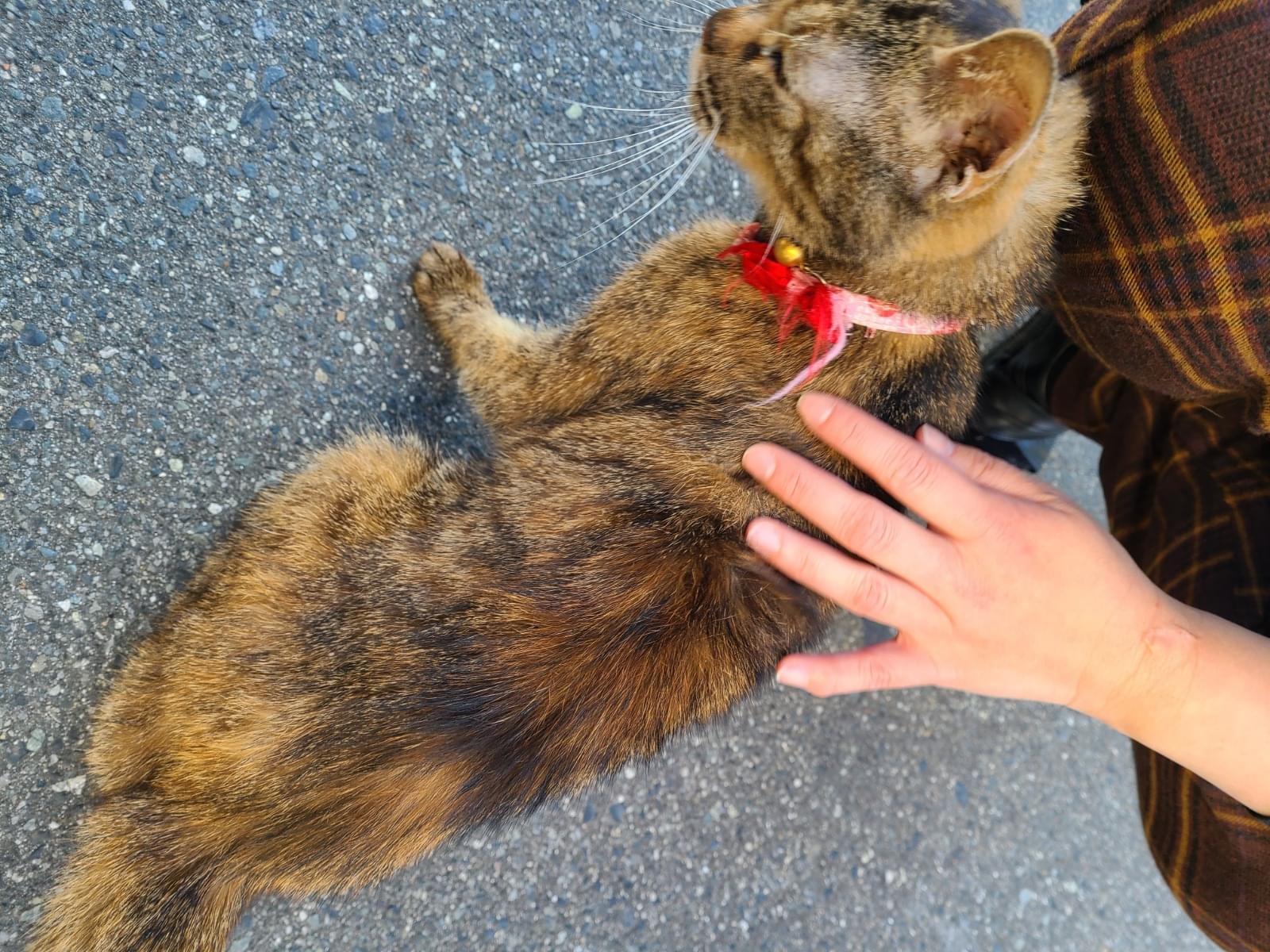 目撃された猫 目撃された猫
