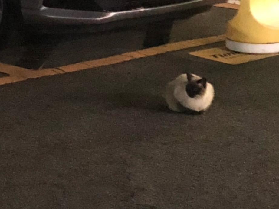 目撃された猫 目撃された猫