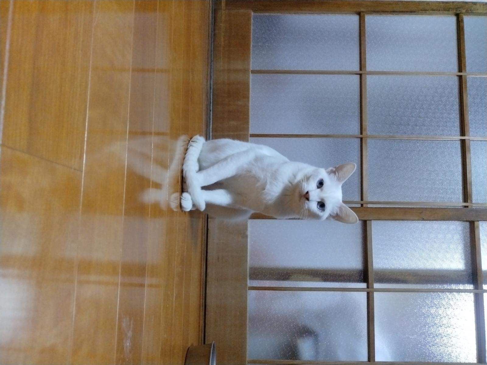 ミィちゃん