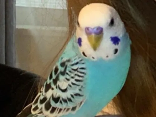 青色のセキセイインコを探してます