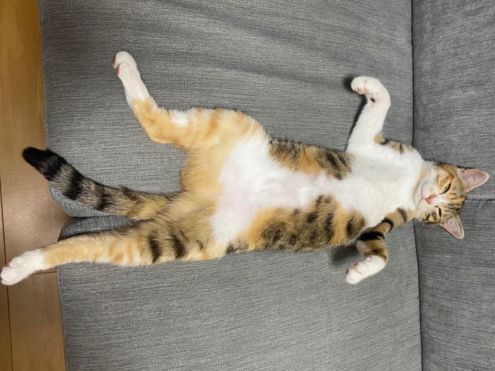 エマちゃん エマちゃん