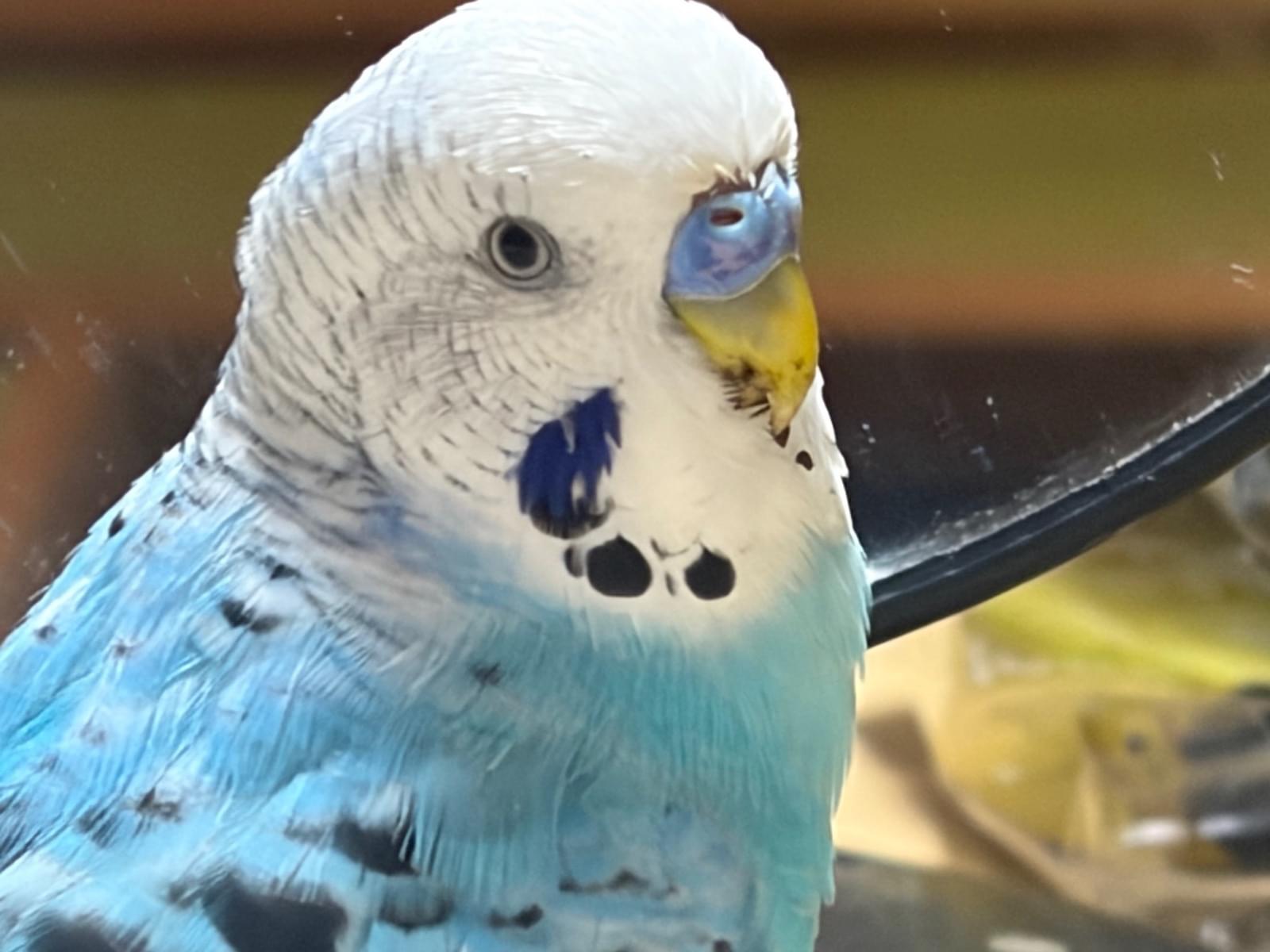 ポンズちゃん
