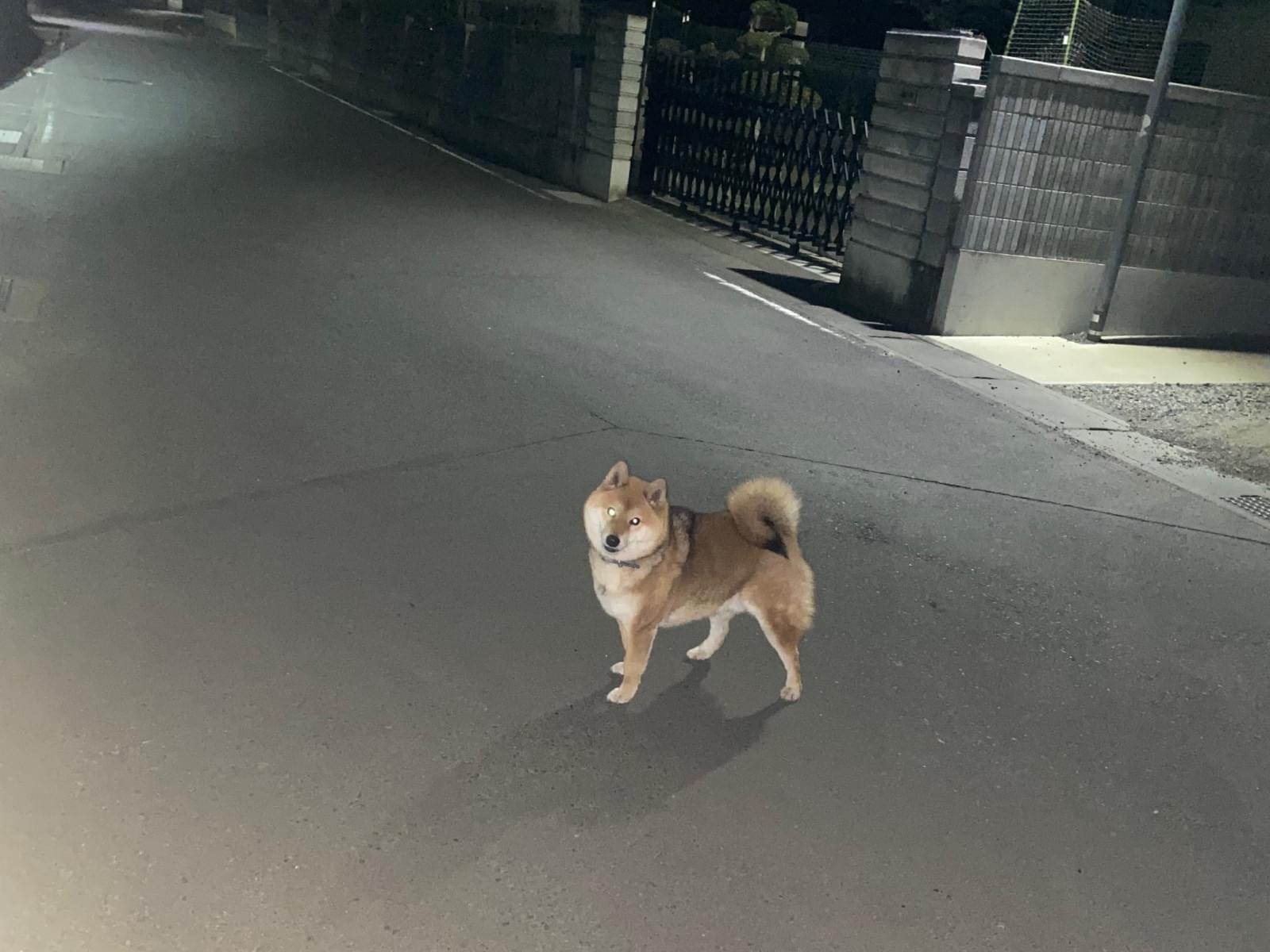 目撃された犬 目撃された犬