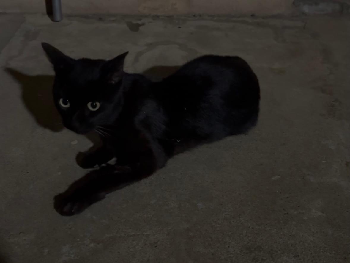 目撃された猫