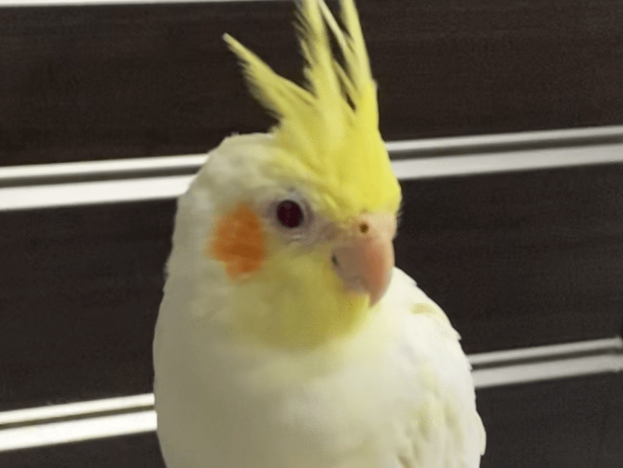 ピー助ちゃん ピー助ちゃん