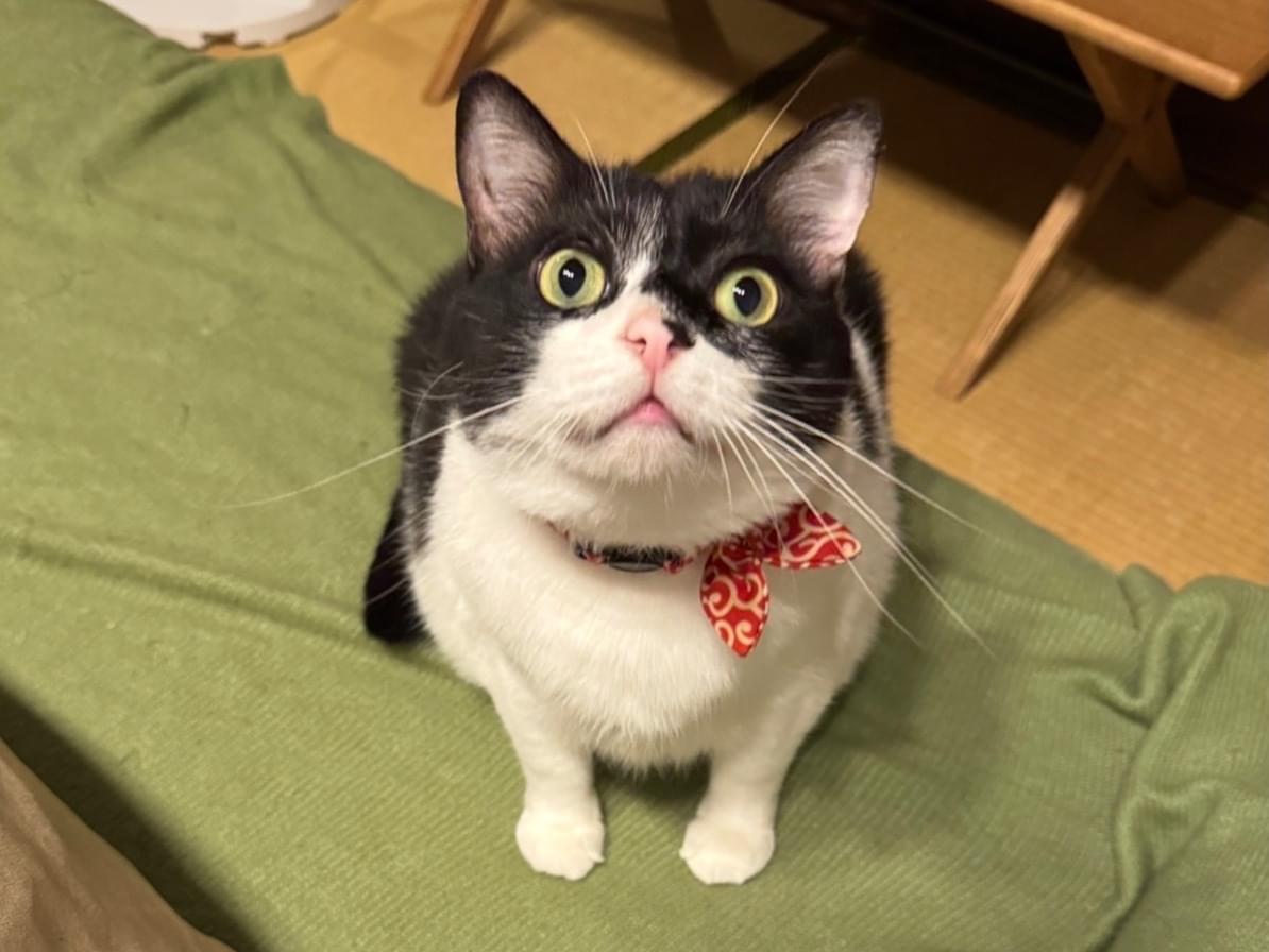 オレオちゃん オレオちゃん