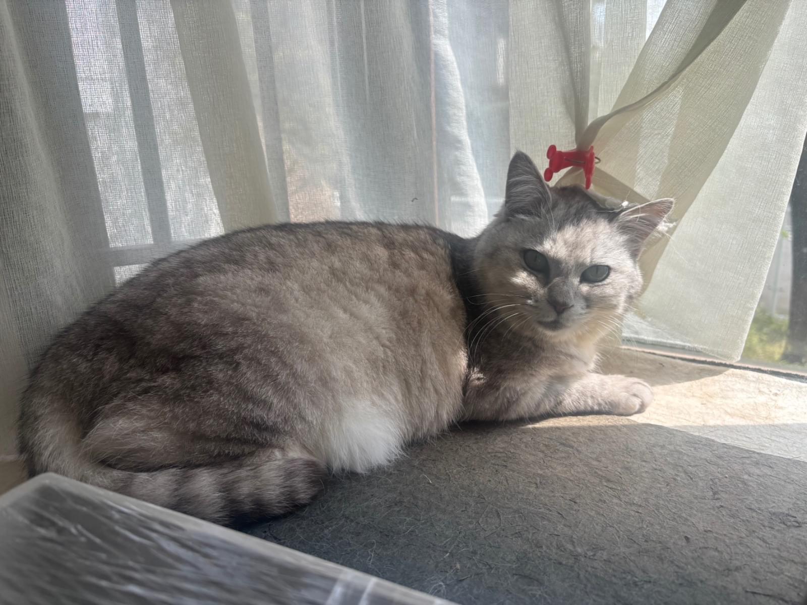おぼんちゃん