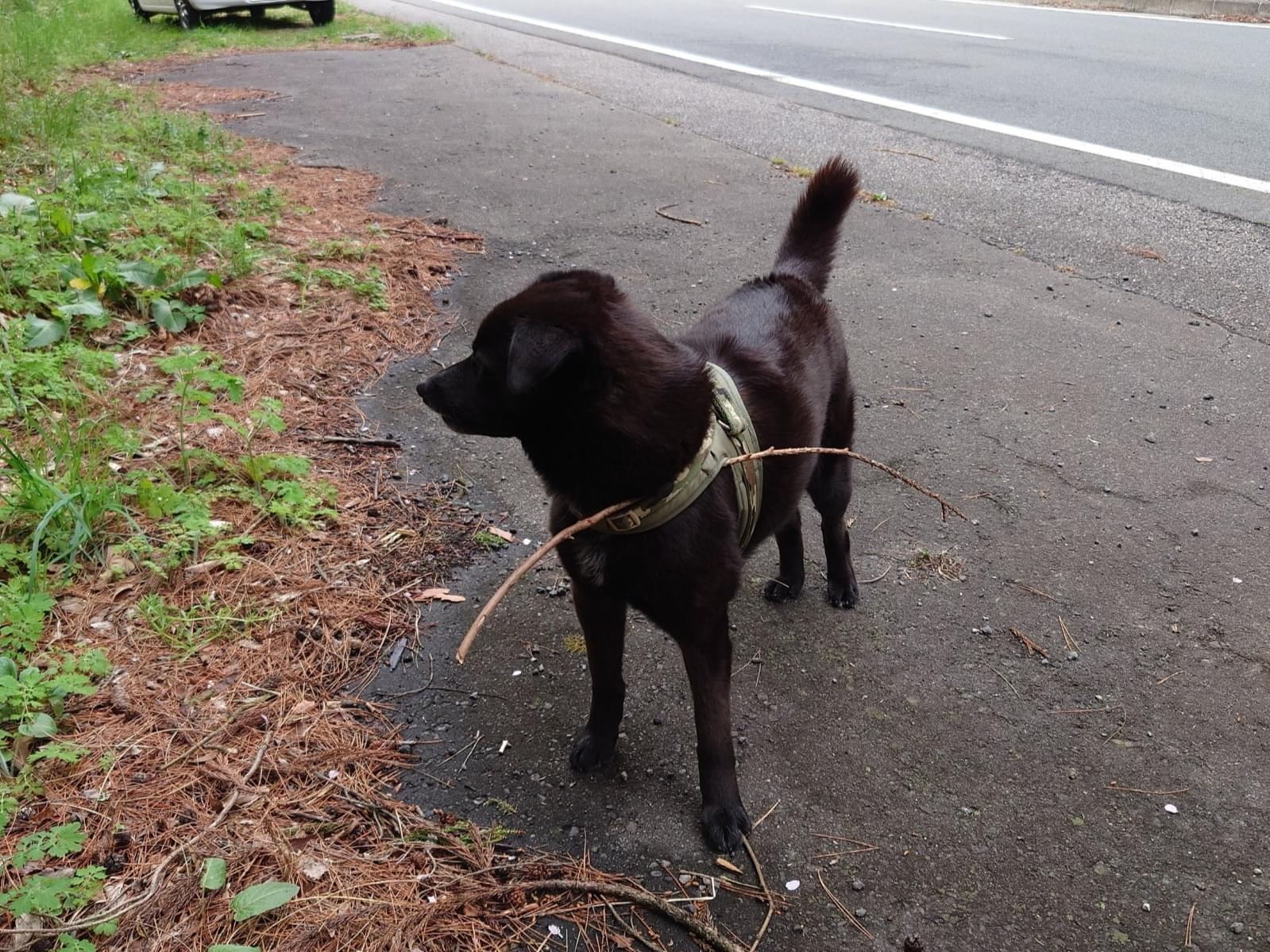 目撃された犬 目撃された犬