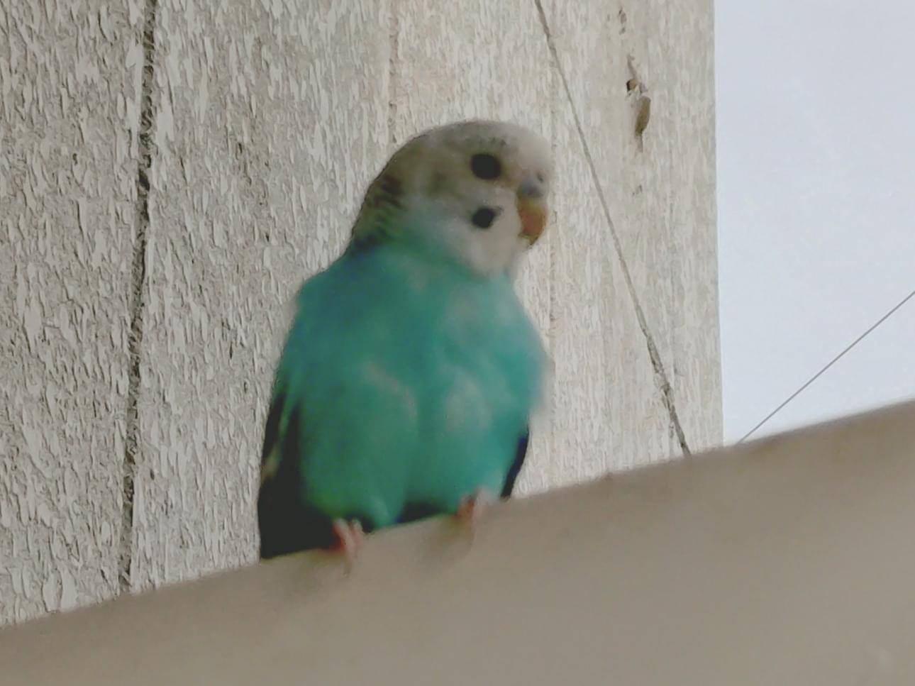 目撃された鳥