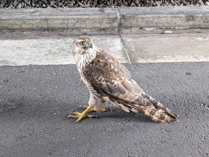 目撃された鳥 目撃された鳥