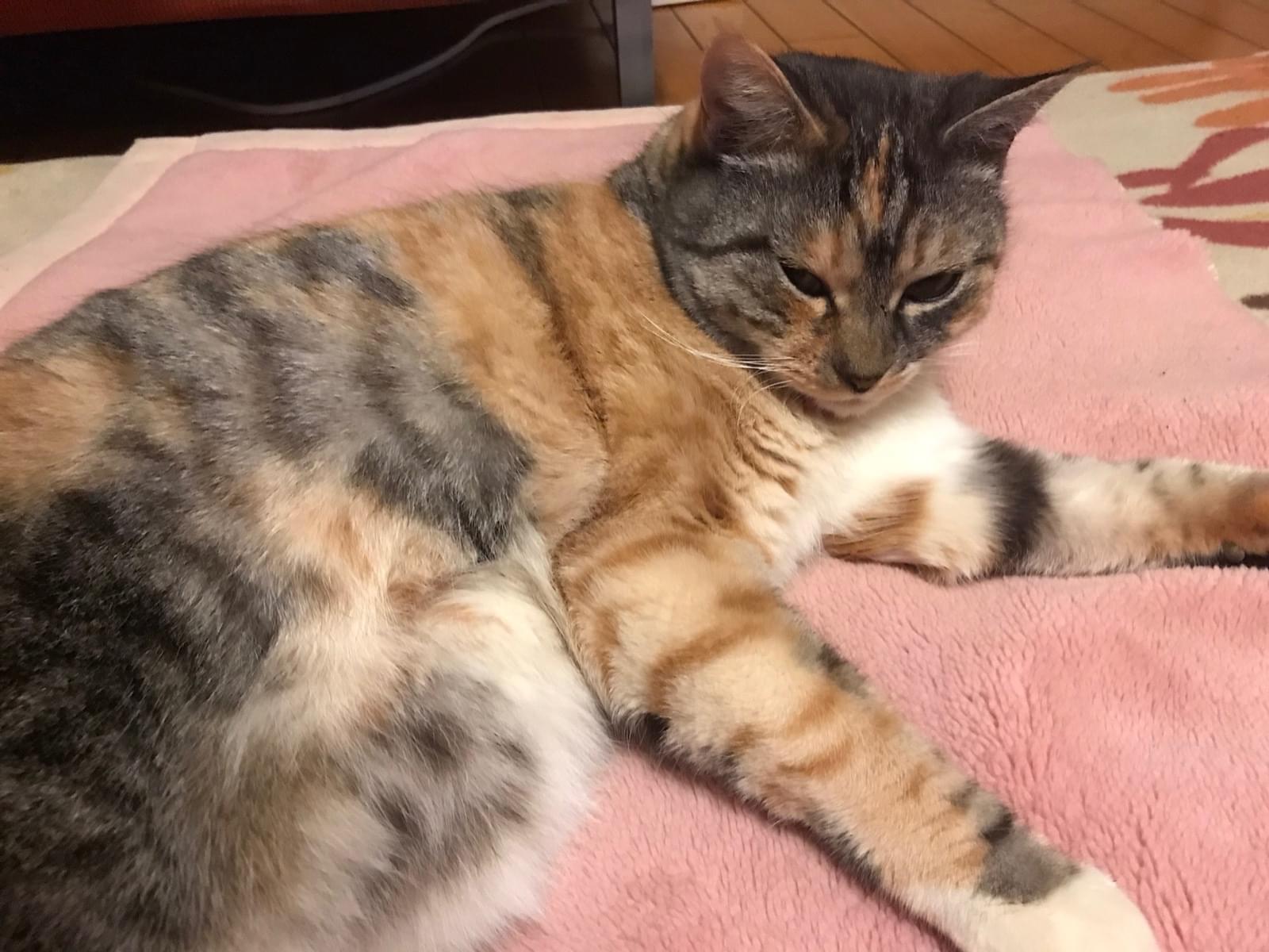 むぎちゃん むぎちゃん