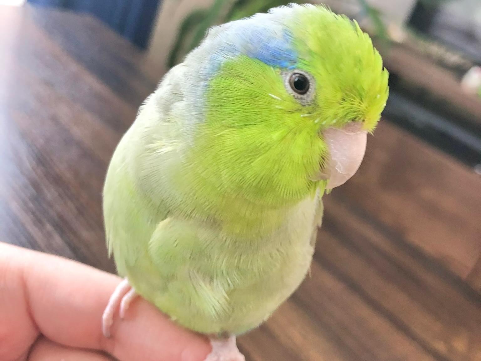 メルちゃん メルちゃん