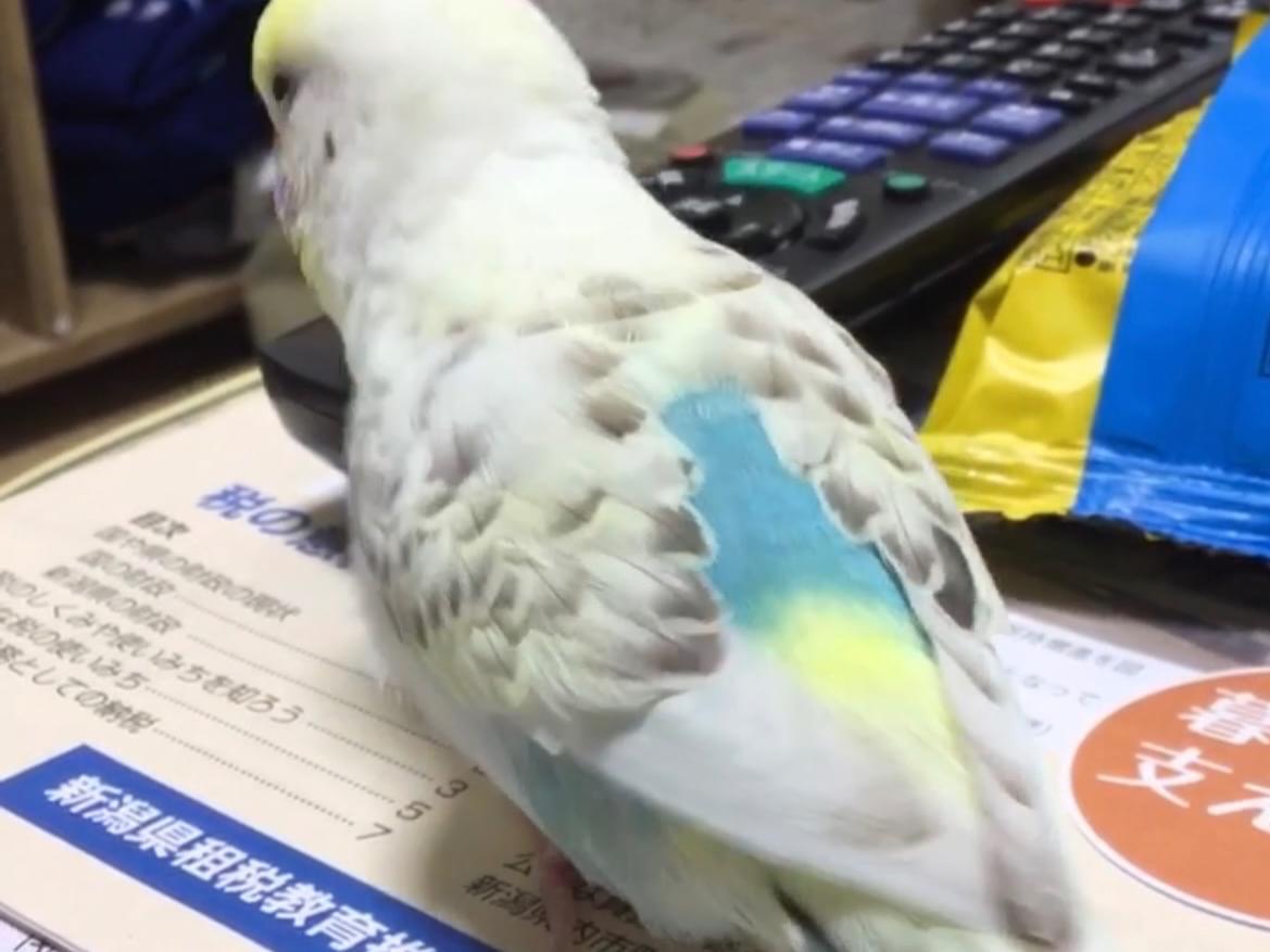 保護された鳥 保護された鳥