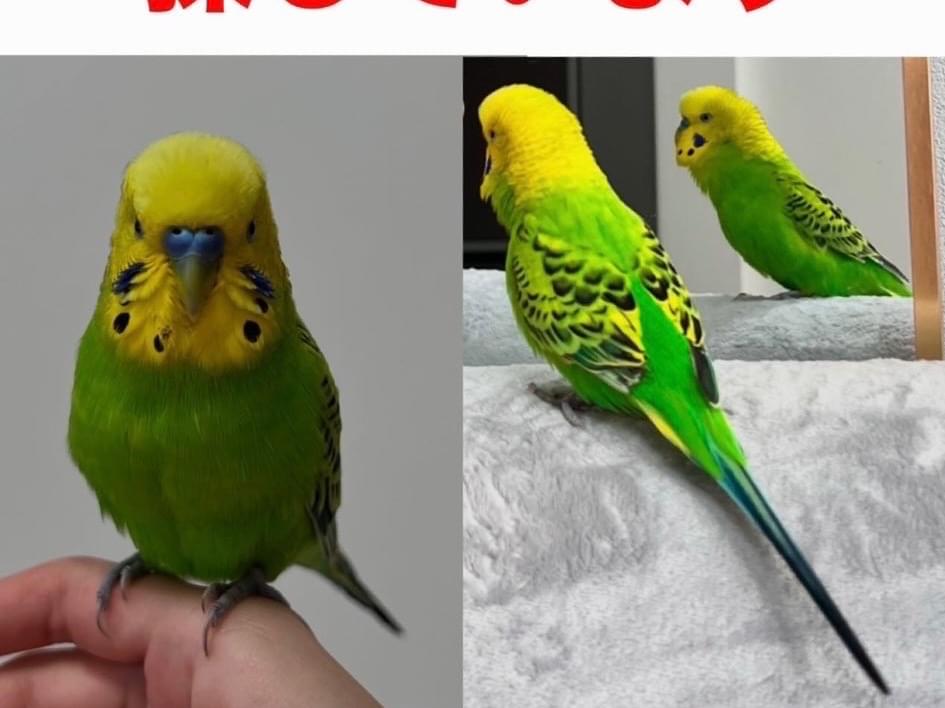ぴなちゃん ぴなちゃん