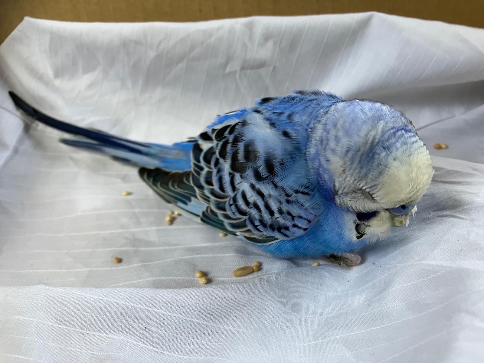 保護された鳥 保護された鳥