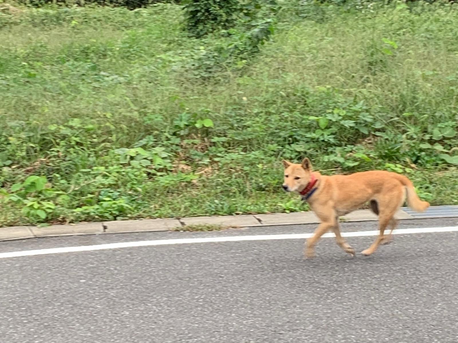目撃された犬 目撃された犬