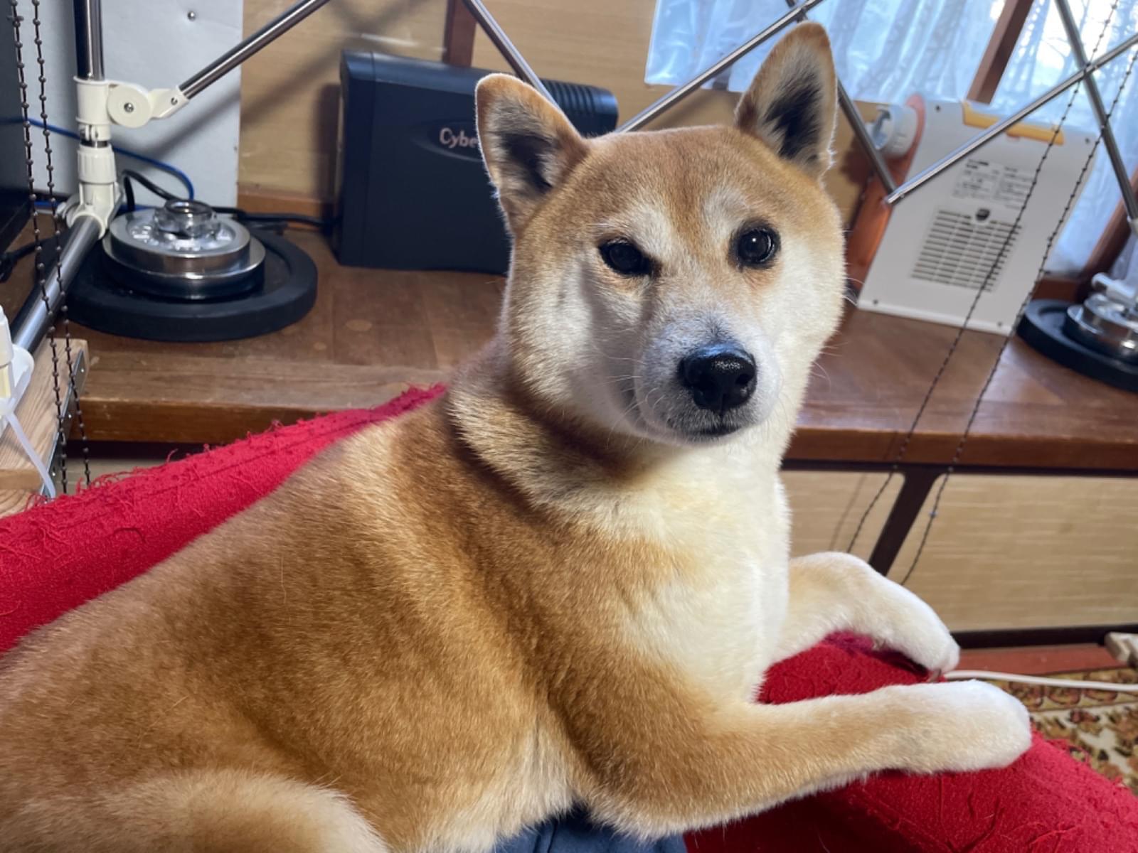保護された犬 保護された犬