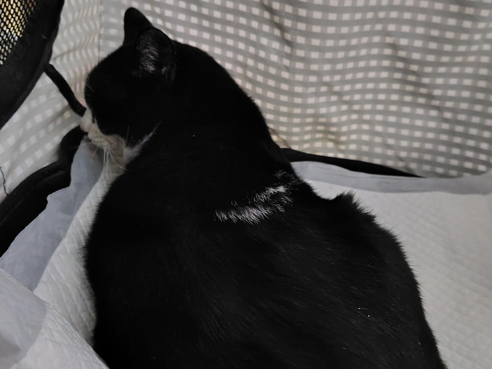 保護された猫 保護された猫