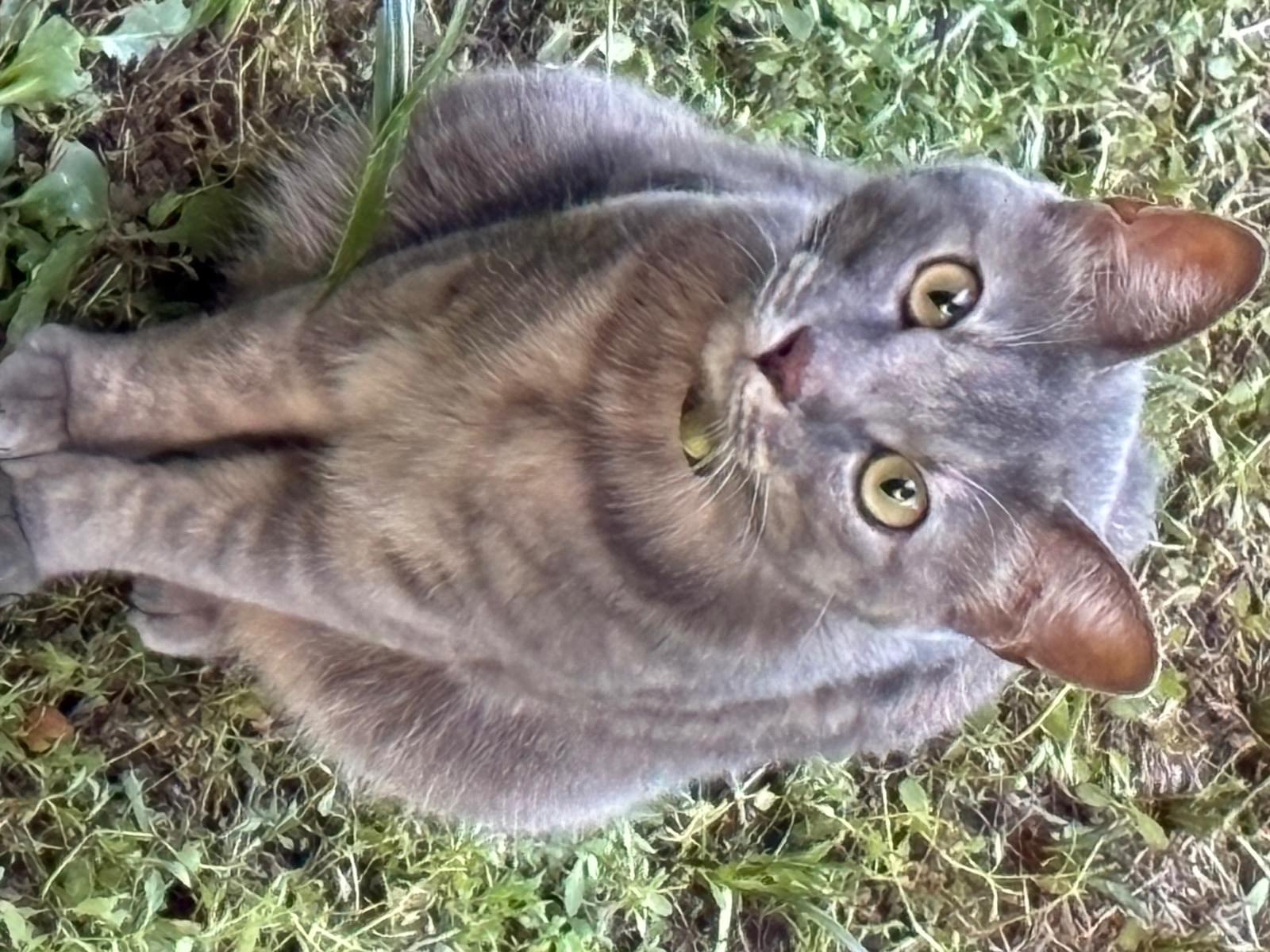 目撃された猫 目撃された猫