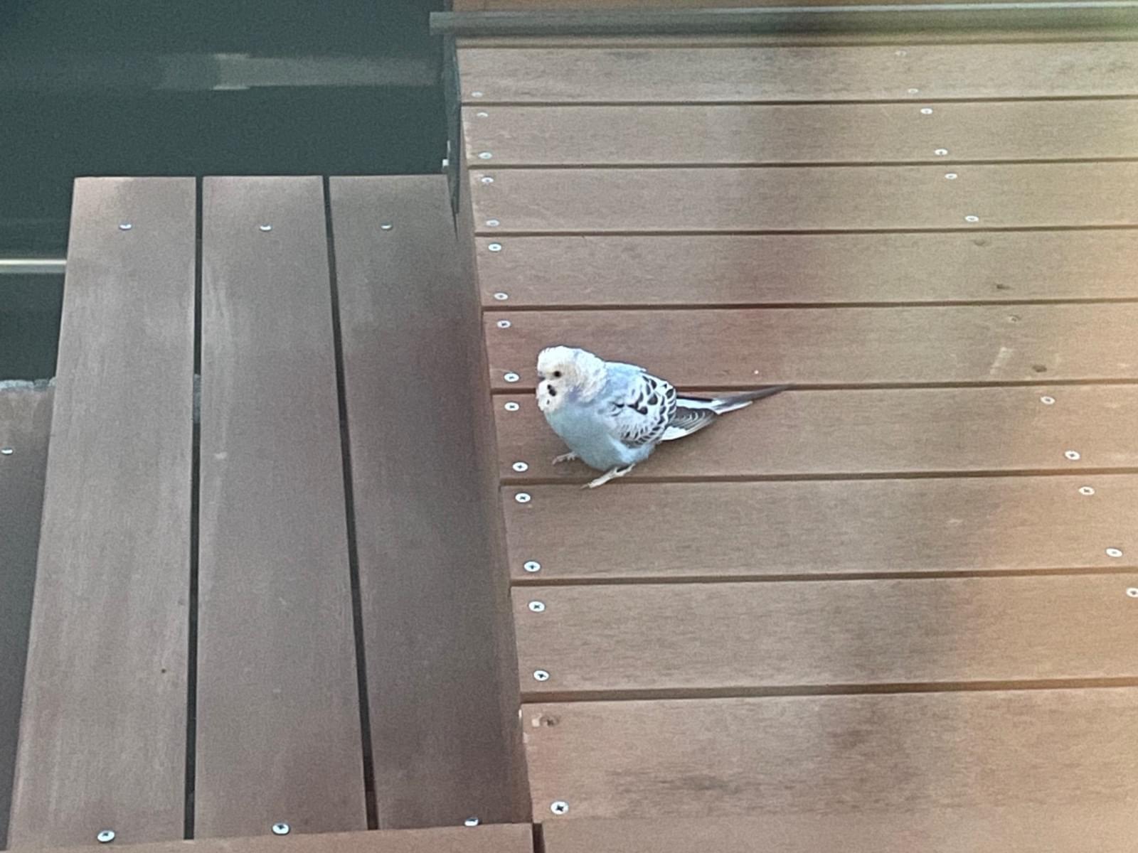 目撃された鳥 目撃された鳥