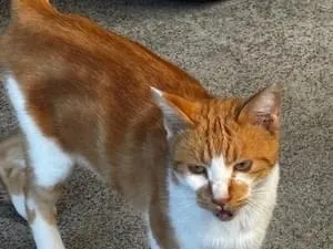 茶白のオス猫ちゃんが迷いこんできています。