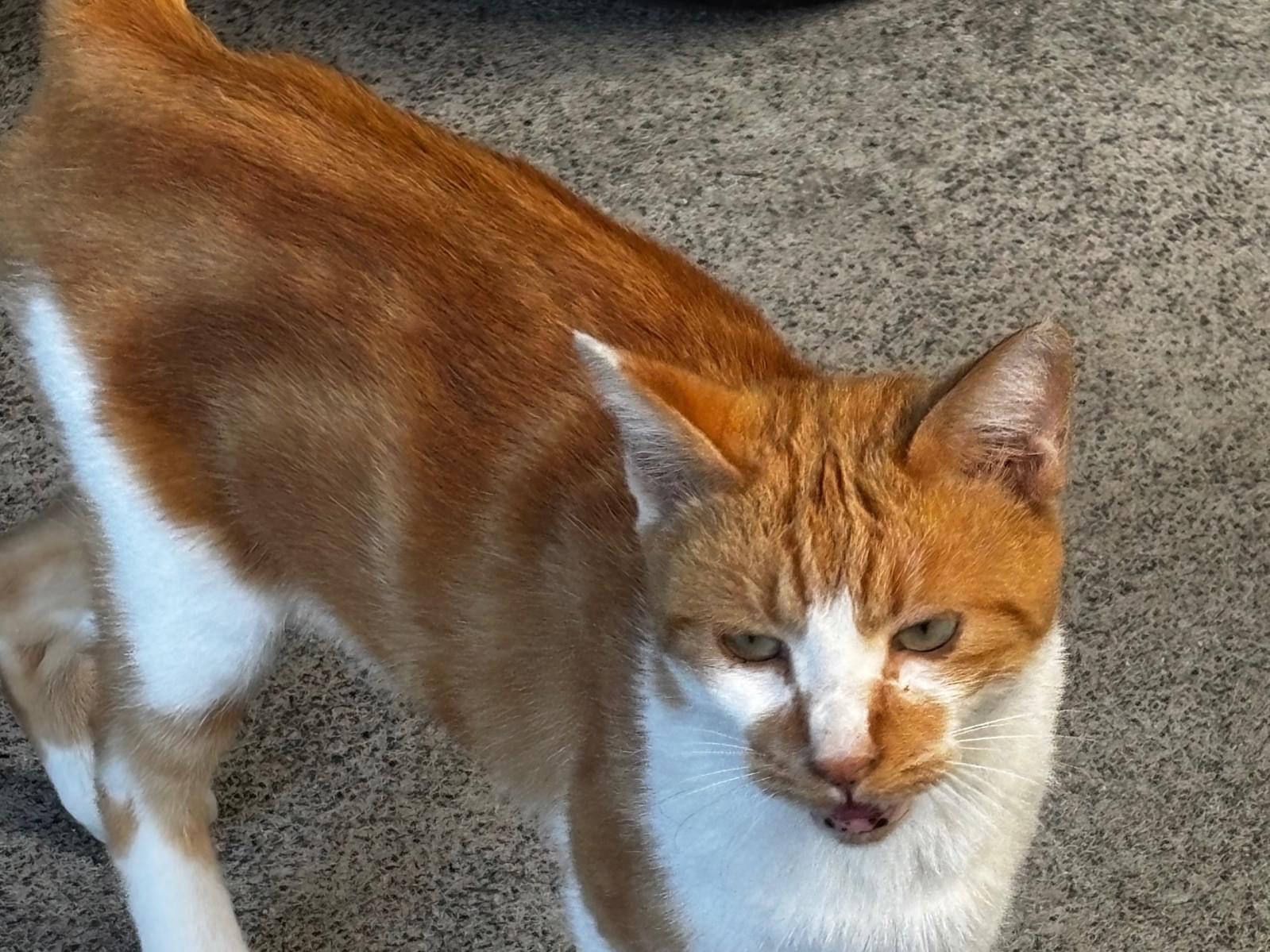 目撃された猫 目撃された猫