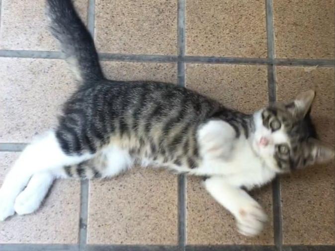 トラちゃん トラちゃん