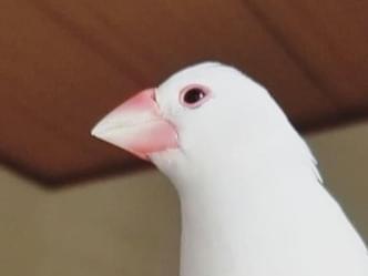 ピノちゃん ピノちゃん