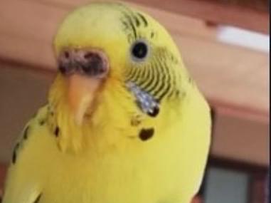 よもぎちゃん よもぎちゃん