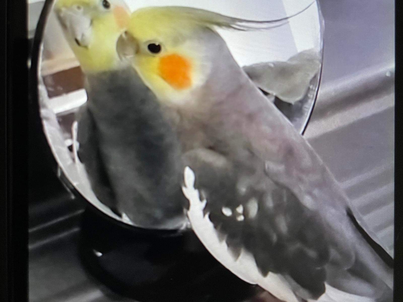 クーちゃん