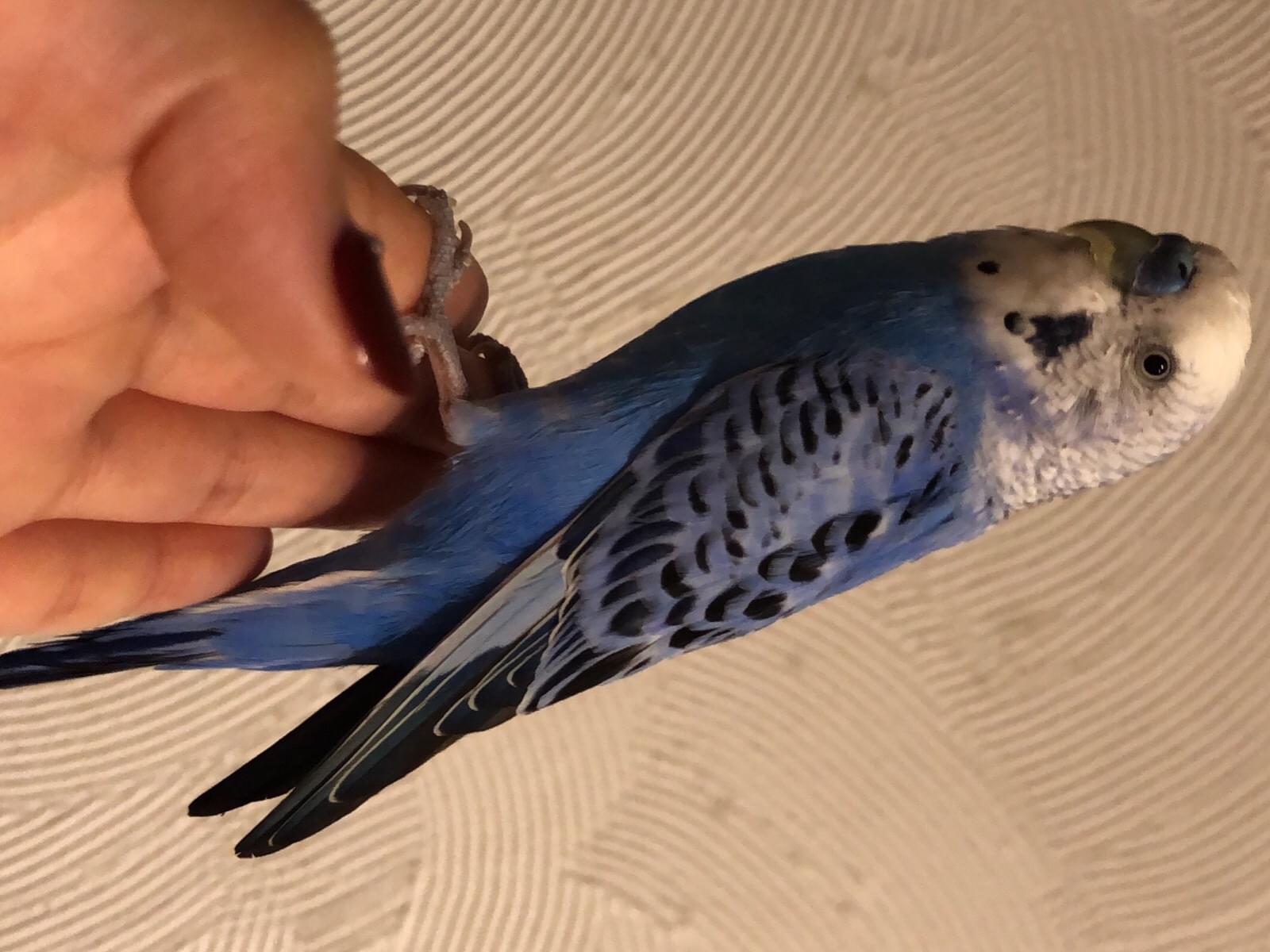 保護された鳥 保護された鳥