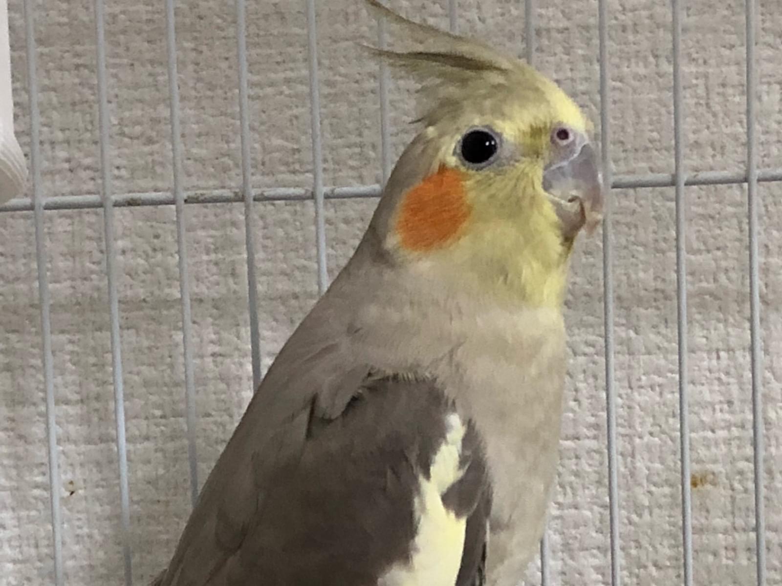 あいすちゃん あいすちゃん