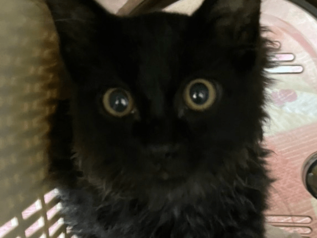 保護された猫 保護された猫