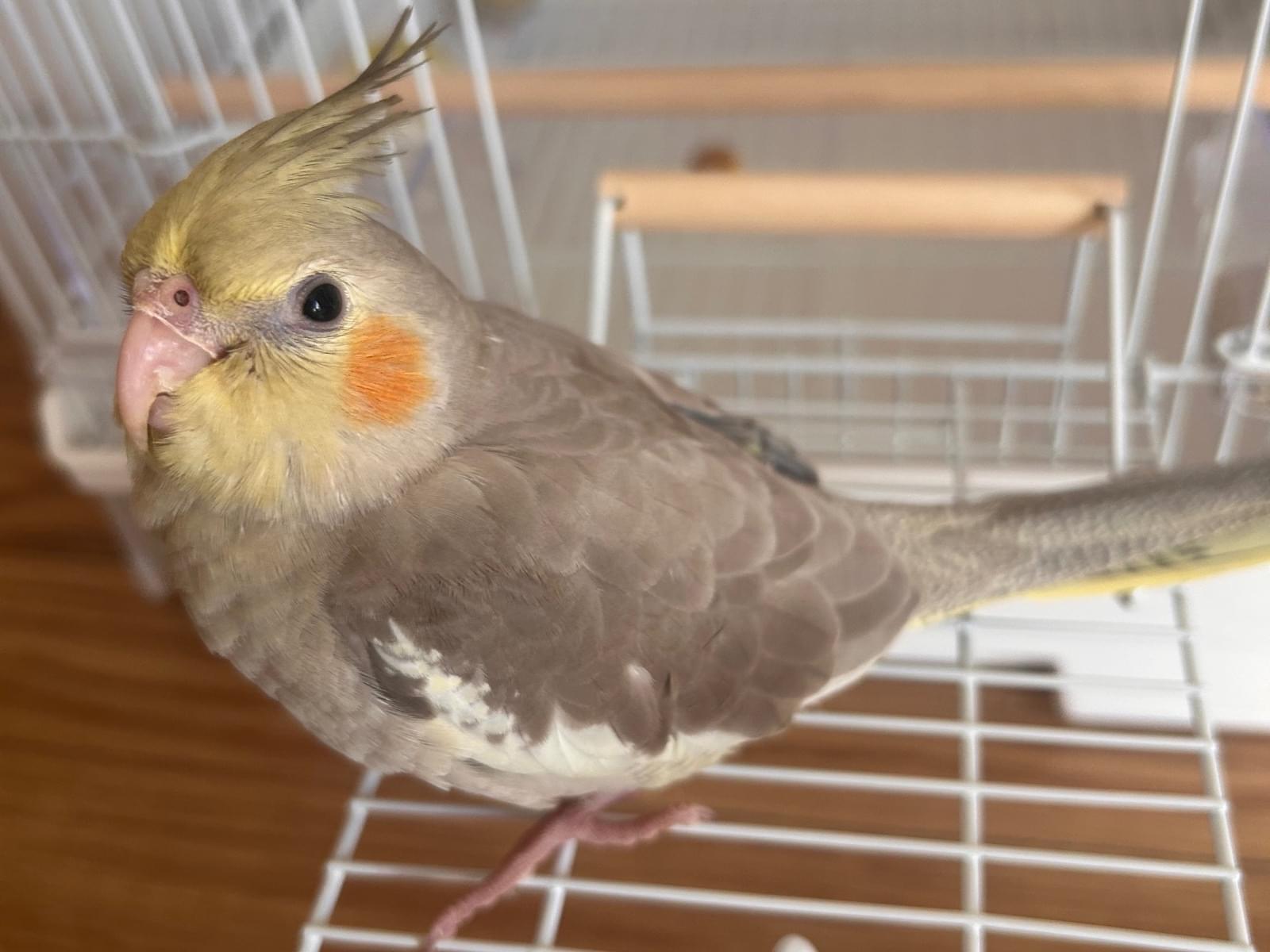 ぽーちゃん