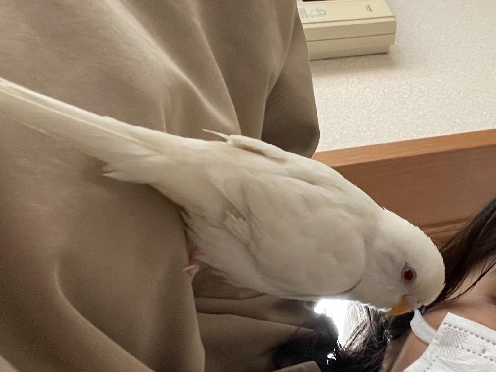 よぴちゃん よぴちゃん