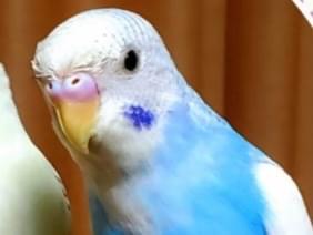 ルルちゃん ルルちゃん