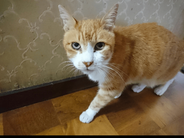 ティッシュちゃん ティッシュちゃん