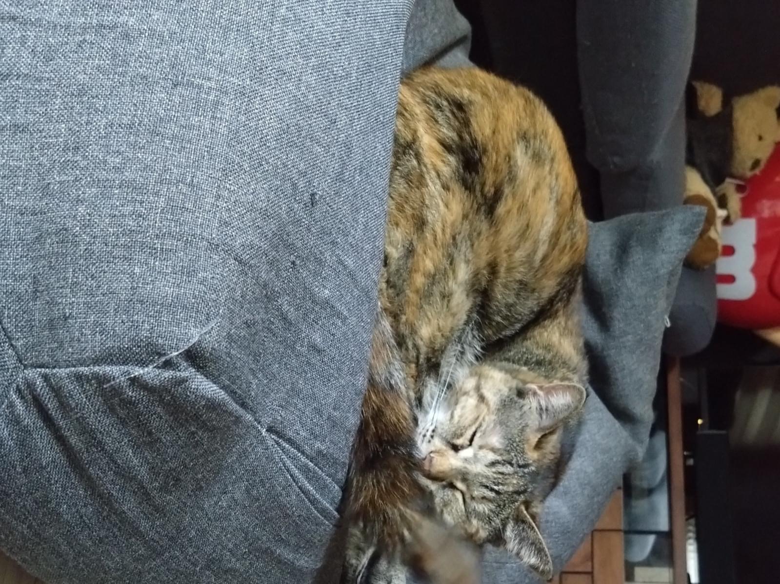 ほしちゃん ほしちゃん