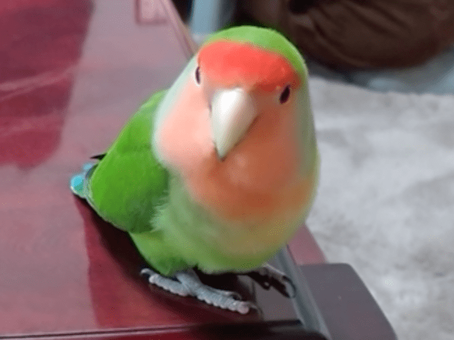 ぴーすけちゃん ぴーすけちゃん