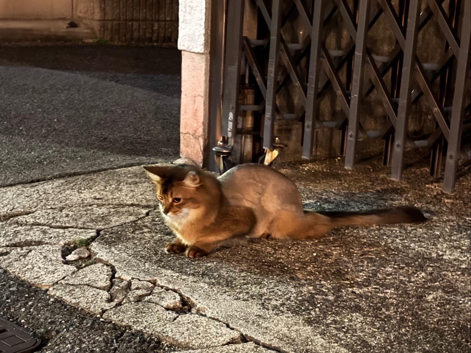 目撃された猫 目撃された猫